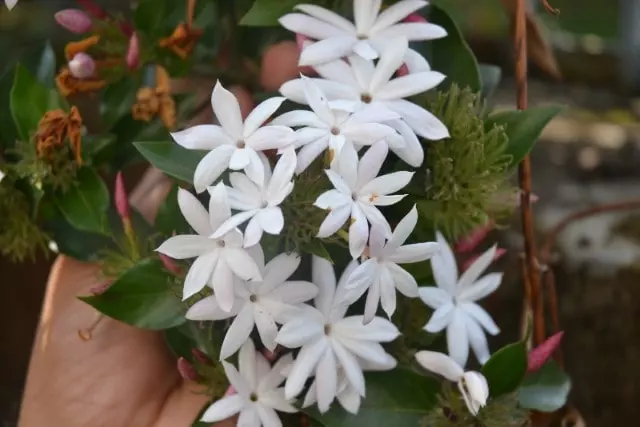 star jasmine flowers florida