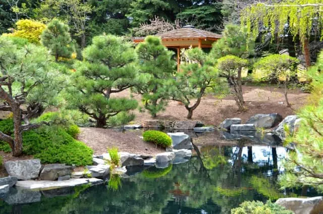 trees and shrubs for a zen garden on a budget