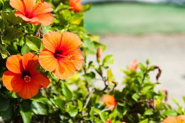best fertilizer for hibiscus in florida