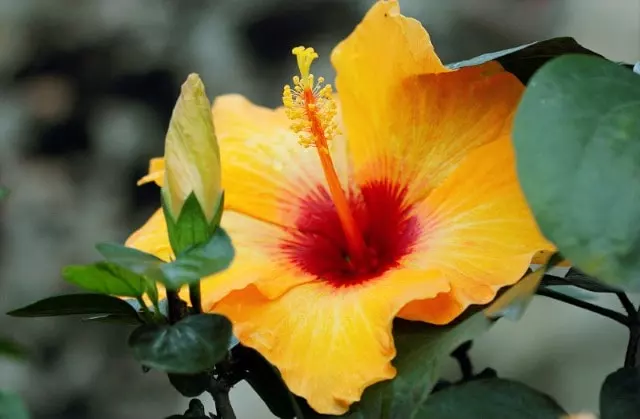 diseases and pests hibiscus florida