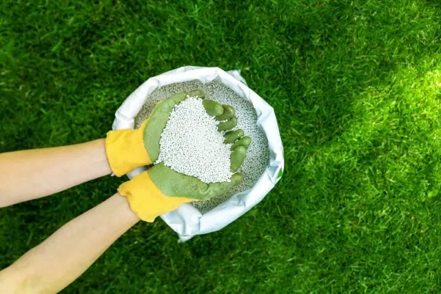 granular fertilizer for lawn grass