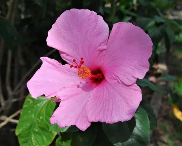 hibiscus care in florida complete guide for florida state