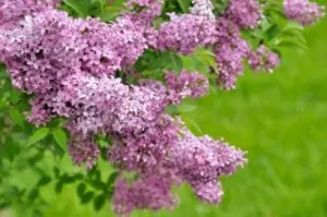how and when to prune a lilac bush