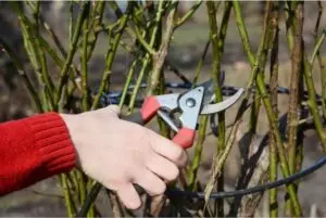 how and when to prune roses for winter