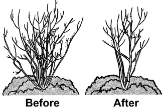 how to prune crepe myrtles