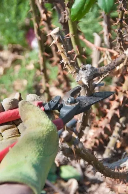 how to prune roses for winter