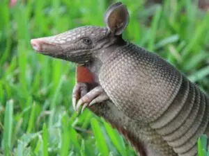 how to use vinegar to get rid of armadillos