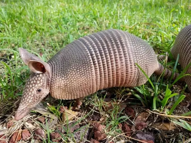 other methods to get rid of armadillos