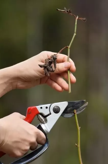 tips pruning roses