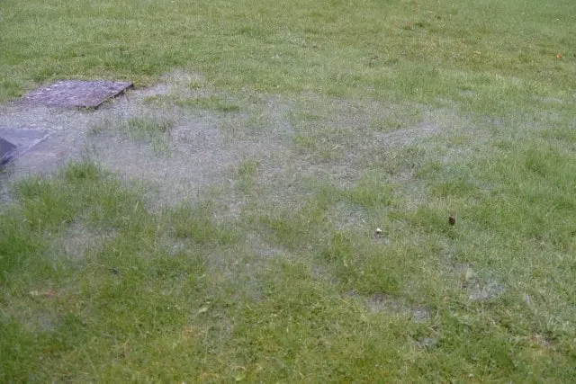 waterlogged grass