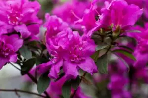 when to prune azaleas in north florida guide