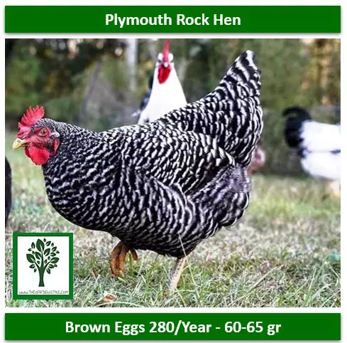 best chickens for eggs plymouth rock laying hen brown eggs