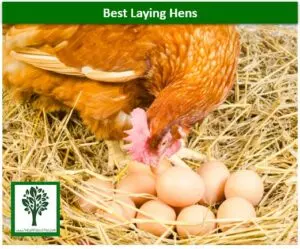hens for laying eggs what are the best chickens for egg laying