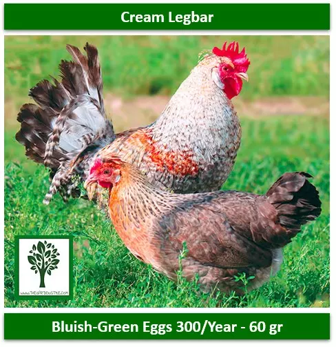 best laying hens cream legbar hen green eggs