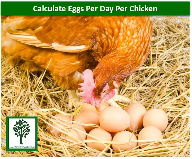 hen eggs per day