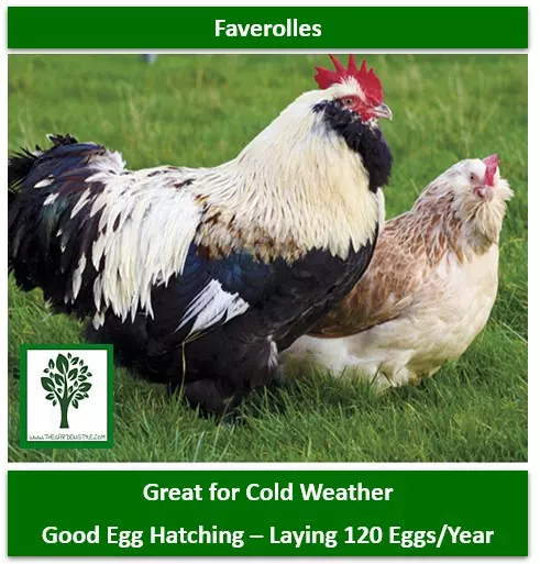 best chickens for eggs and cold weather