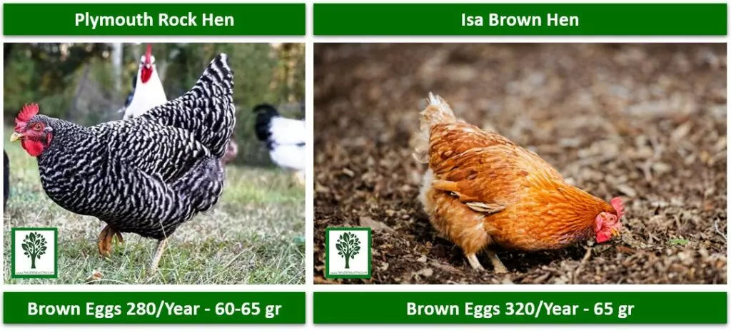 eggs per day per chicken