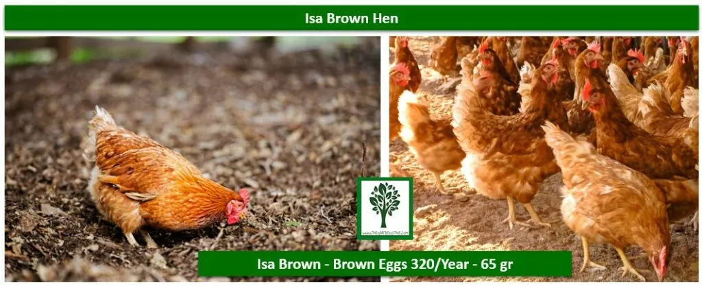 hens for laying eggs isa brown brown eggs