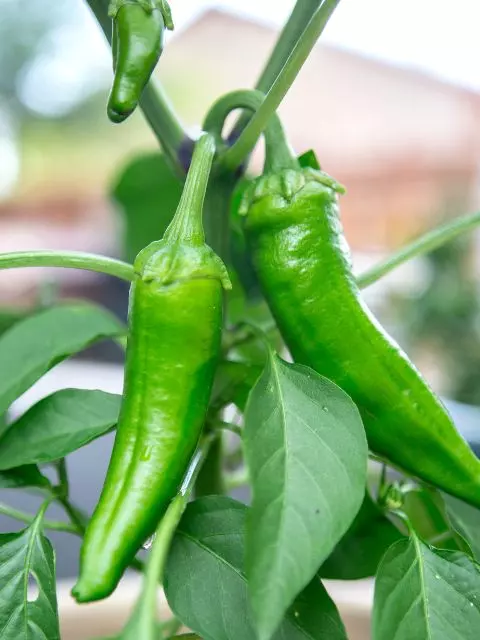 how many anaheim peppers does a plant produce