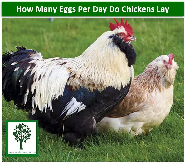 how many eggs per day do chickens lay