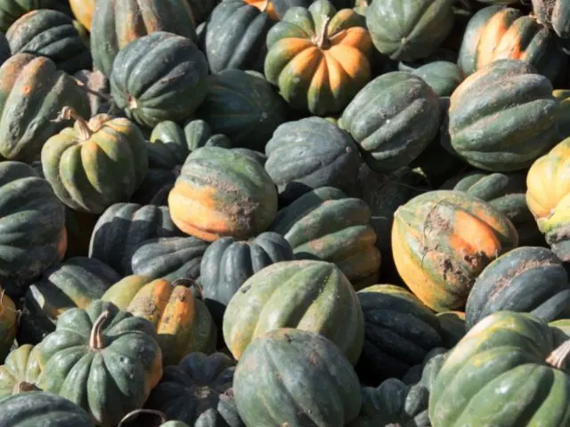 how to grow acorn squash in a pot guide