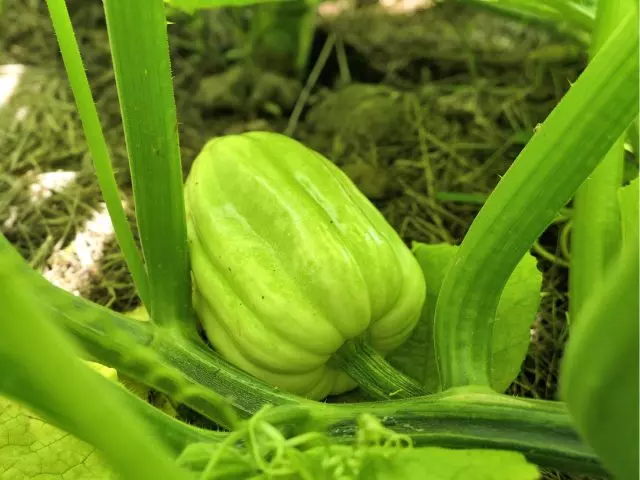 how to grow acorn squash in a pot