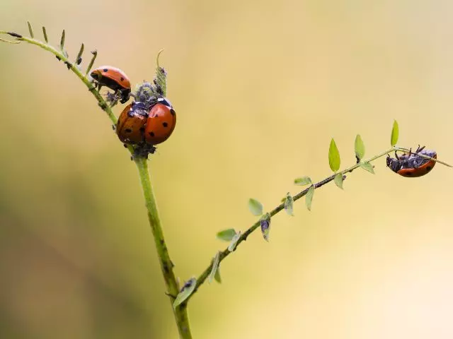 how to release ladybugs