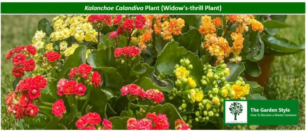 calandiva plant outside