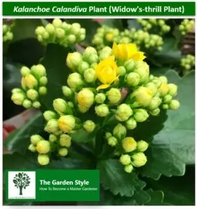 kalanchoe calandiva plant widow's-thrill