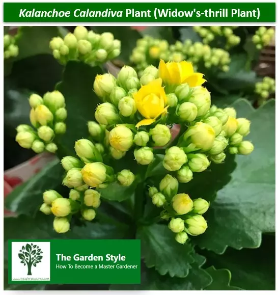kalanchoe calandiva plant widow's-thrill