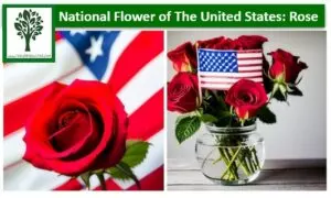 National Flower of The United States