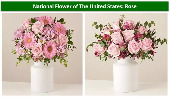 pink roses meaning in the usa