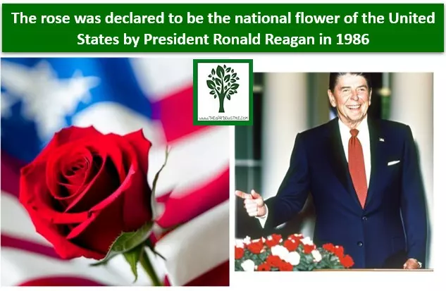  President Ronald Reagan in 1986 declares the rose as the national flower of the united states in the white house rose garden