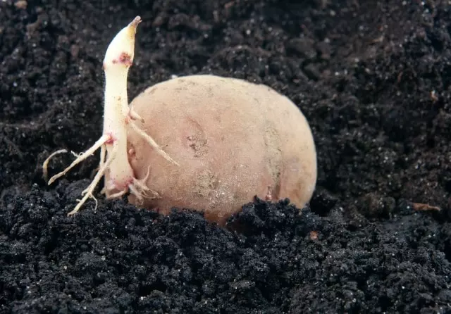 soil for potatoes in kansas