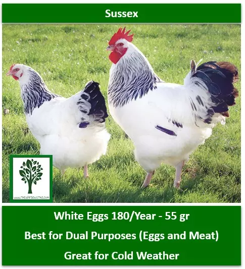 hens for eggs Chicken for Egg Laying and Meat Sussex laying hen