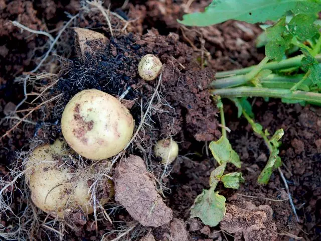 tips for growing potatoes in iowa