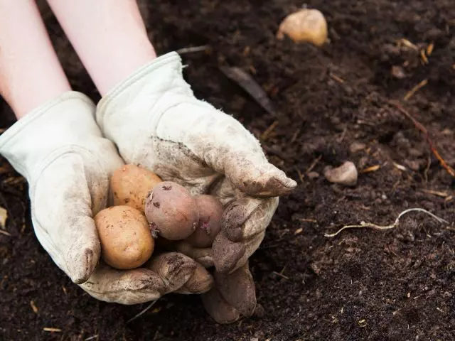 tips for growing potatoes in nc