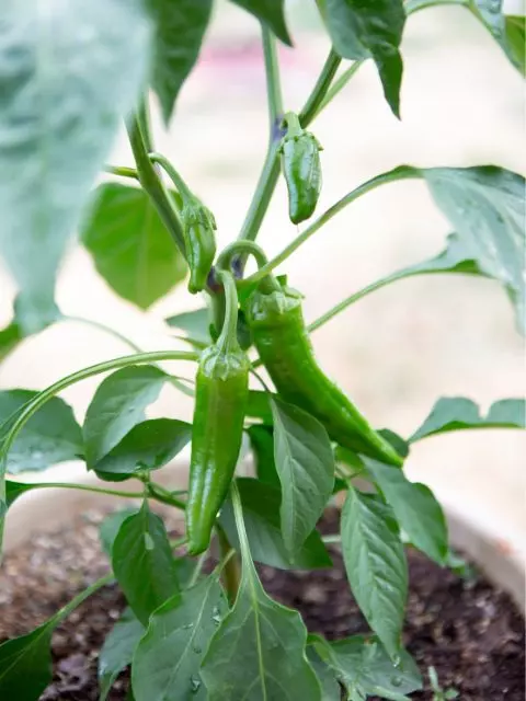 when to harvest anaheim peppers