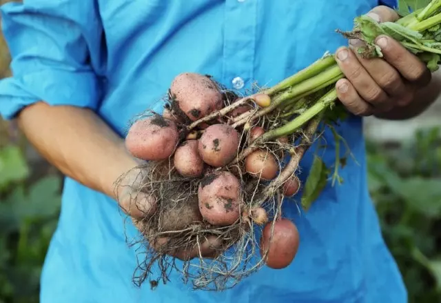 when to plant potatoes in kansas