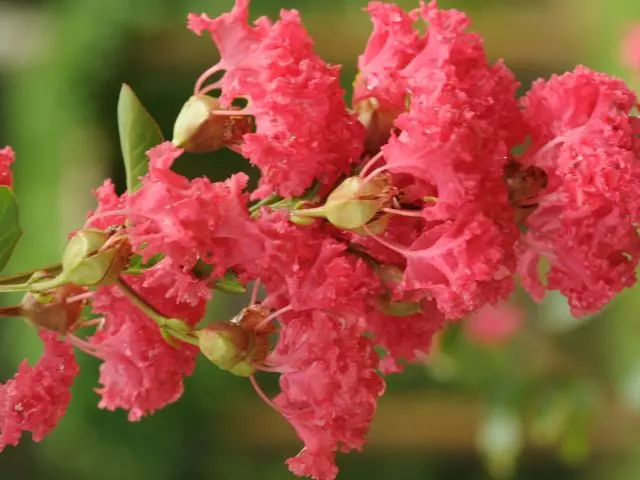 when to prune crepe myrtles in florida guide