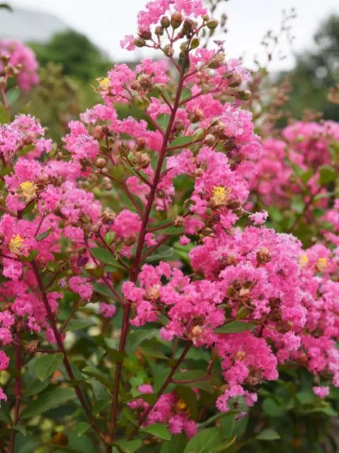 when to prune crepe myrtles in florida