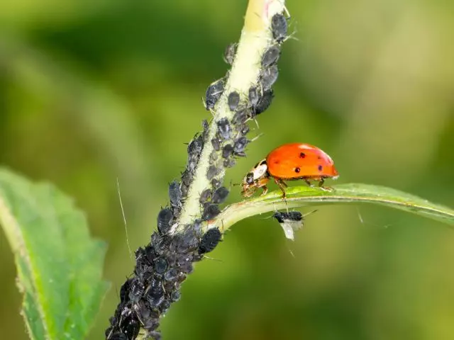 why are ladybugs good for the garden