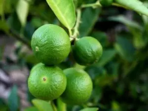 fertilizer for lime tree a comprehensive guide to proper care