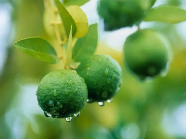 how to fertilize lime tree