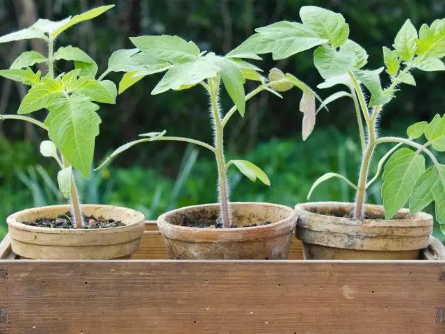 how to grow brandywine tomatoes in containers guide