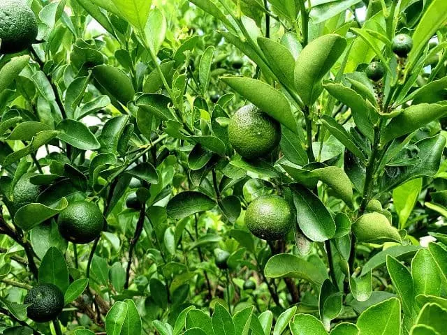 when to fertilize lime tree