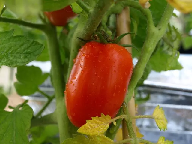 when to harvest san marzano tomatoes