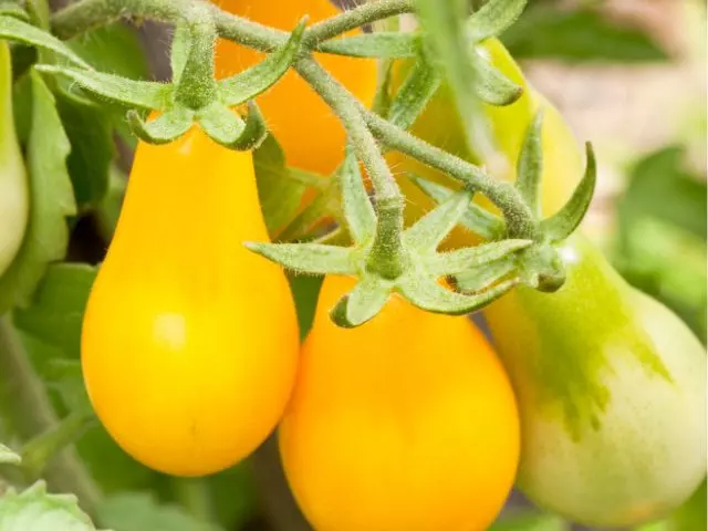 grow yellow pear tomatoes from seeds