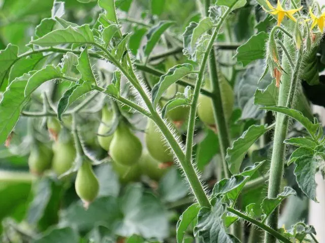growing yellow pear tomatoes from seeds