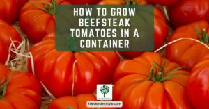 how to grow beefsteak tomatoes in a container gardening guide
